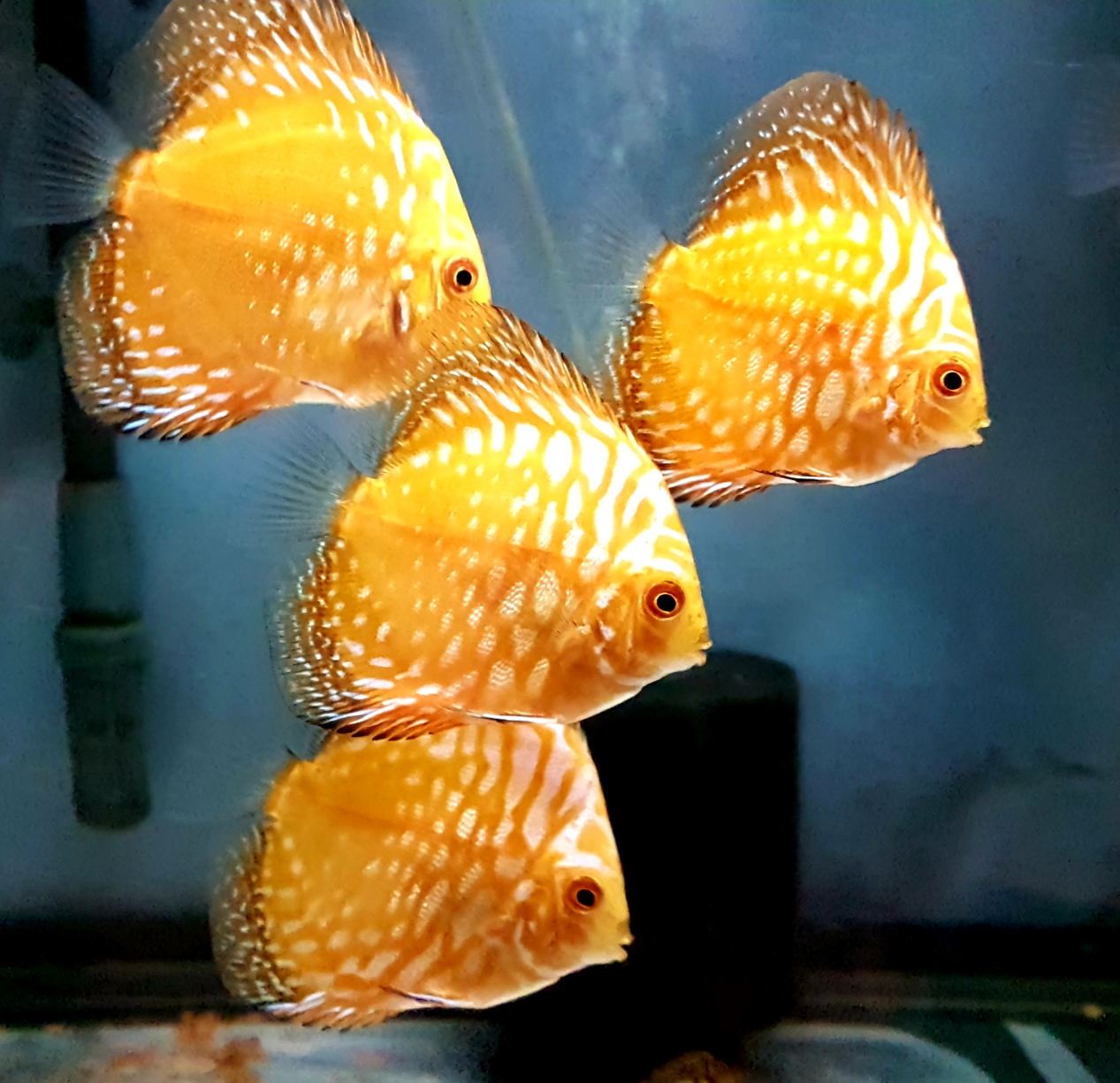 Discus River – A discus hatchery and tropical aquariums